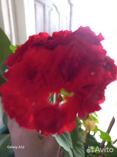 Пеларгония