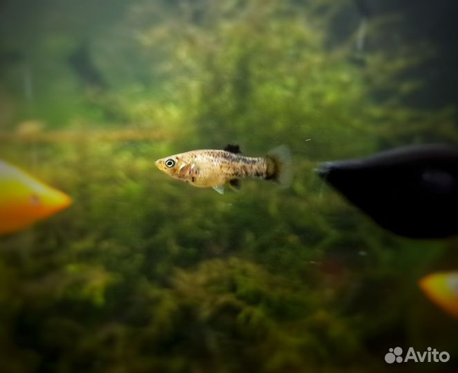 Данио Гло, Моллинезии