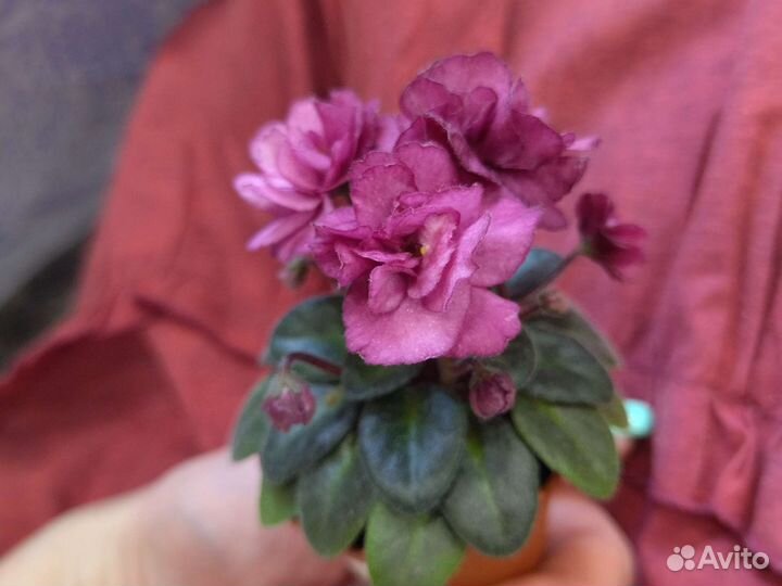 Фиалка Jolly Redneck