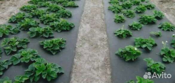 Рассада клубники Лорд