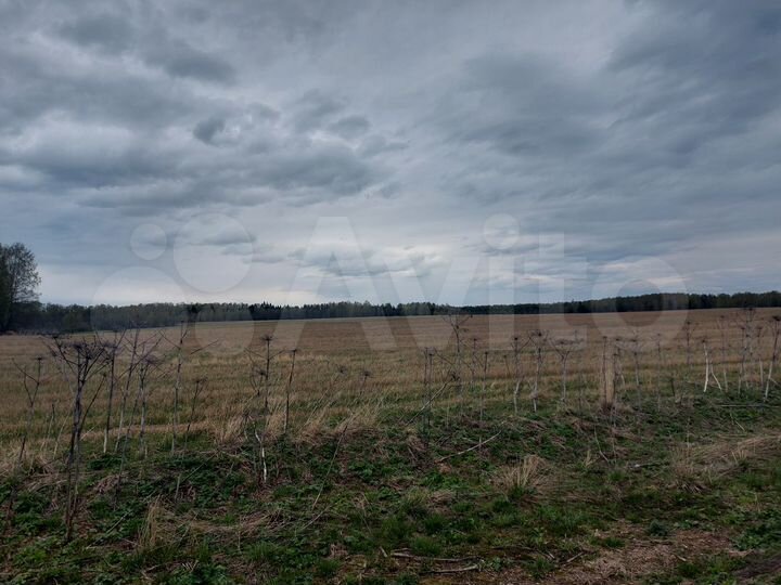 Участок 46 сот. (СНТ, ДНП)