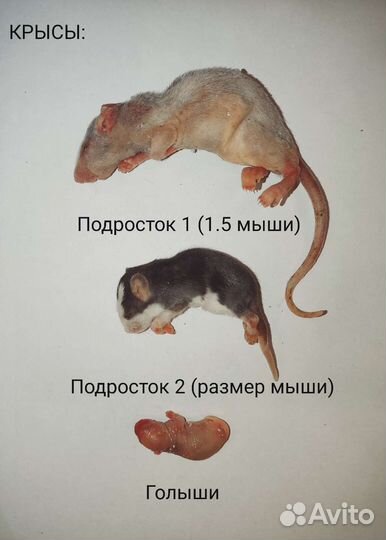 Сверчок домовой предымаго замороженный 100 гр