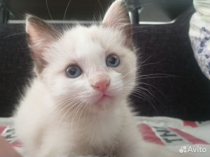 Малышка ищет дом, где ласка и любовь