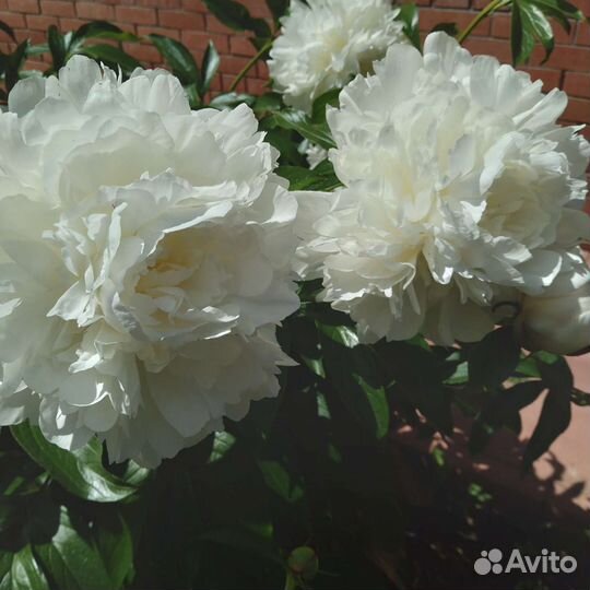 Пионы