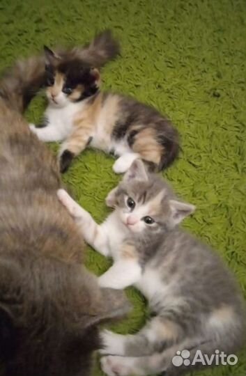 Котик манчкин