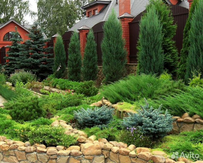 Продажа Хвойных растений Симферополь/Крым