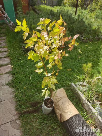 Саженцы пузыреплодника калинолистного