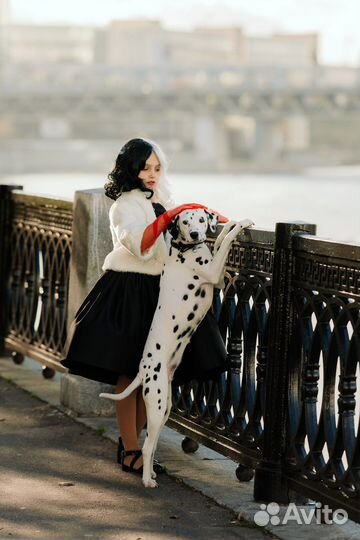 Аренда Далматина