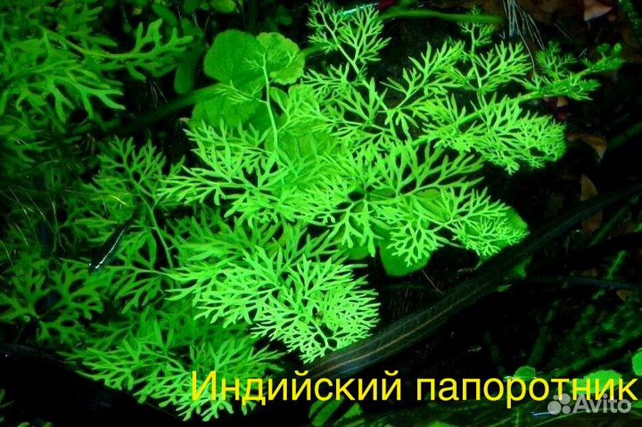 Растения для аквариума