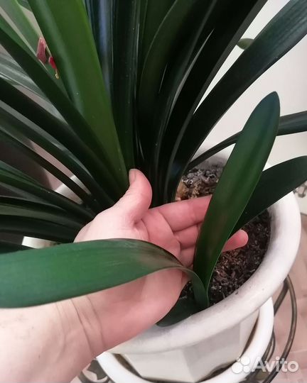 Комнатные цветы кливия