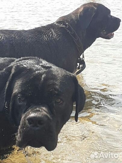 Шикарные щенки кане корсо; Вязка