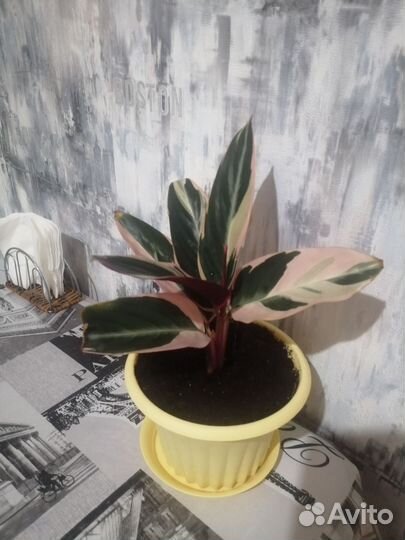 Строманта триколор