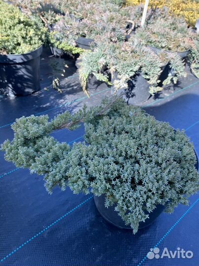 Можжевельник лежачий Нана