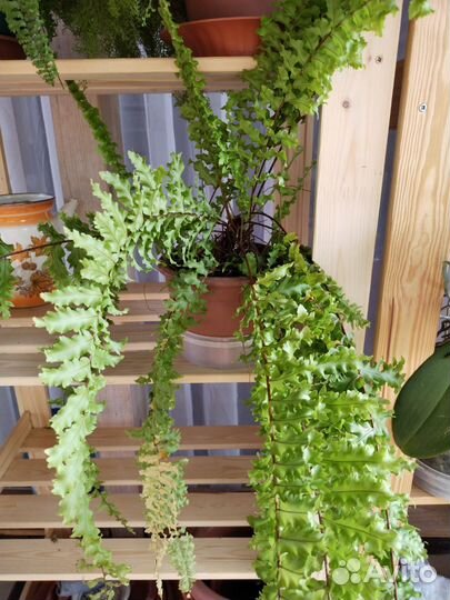 Папоротник комнатный