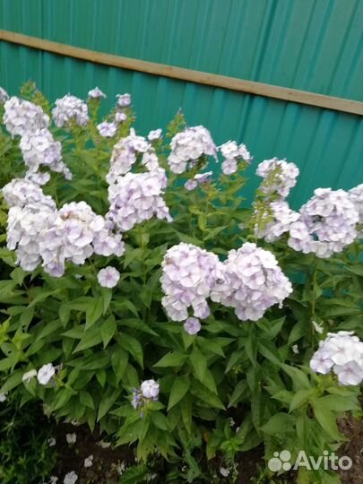 Цветы многолетние, растения