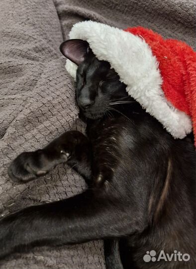 Ориентальный кот