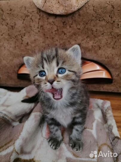 Пушистые котики