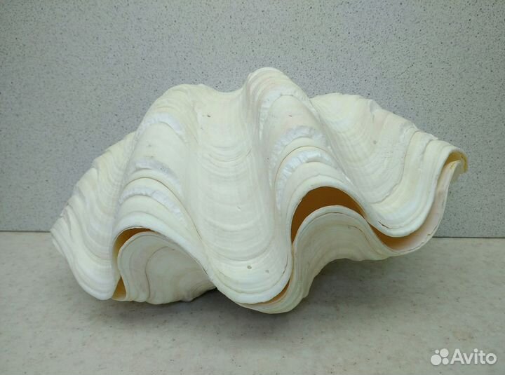 Морская ракушка раковина 19,5 двойная