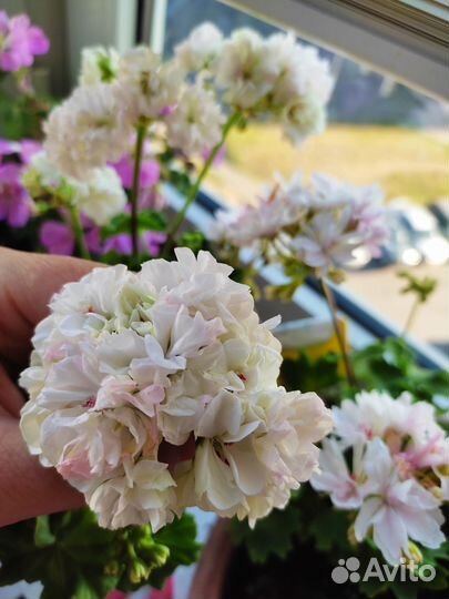 Пеларгония Dovepoint