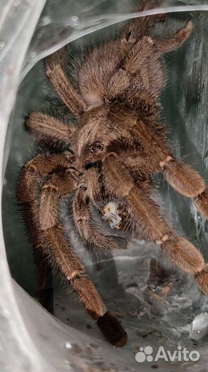 Паук-птицеед