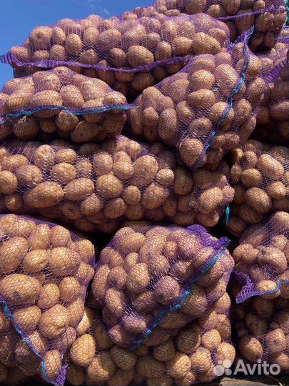 Картофель крамской