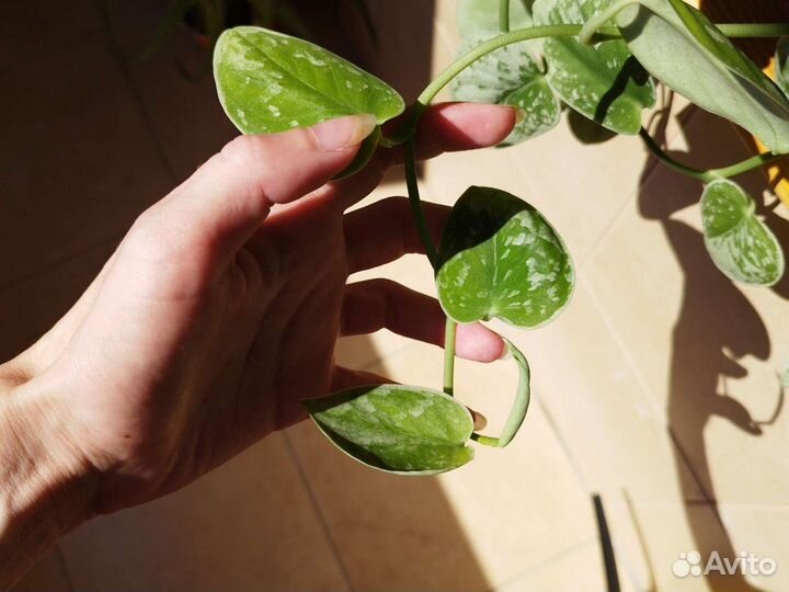 Эпипремиум, сциндапсус Серебристая Энн