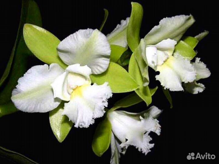 Каттлея Сиам Жадэ Аво