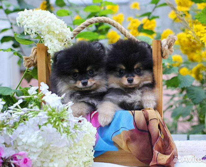 Щенки шпица
