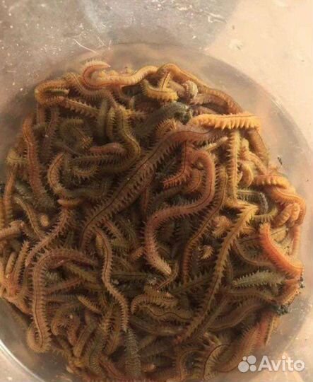 Морской червь