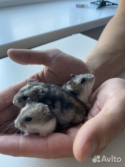Джунгарский хомяк