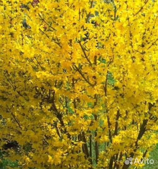 Клематис. Роза плетистая. Лилейник