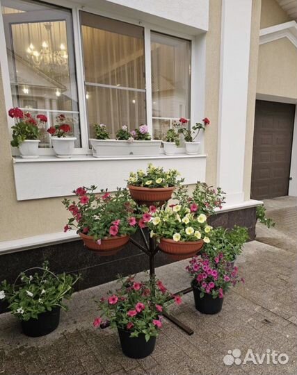 Кустик для петуний (дерево для петуний)