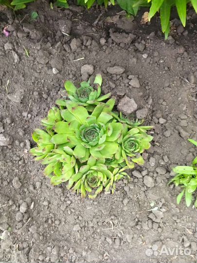 Саженцы пиона, сирени, каменный цветок