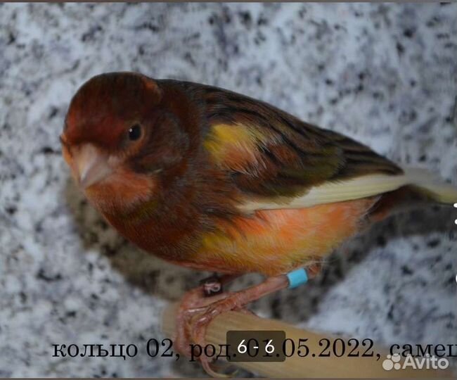 Кенарь самец