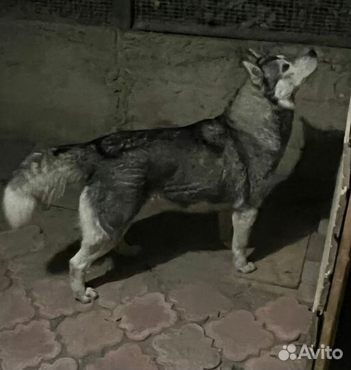Хаски найденыш