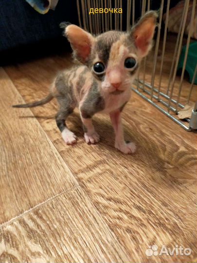 Донской сфинкс котята