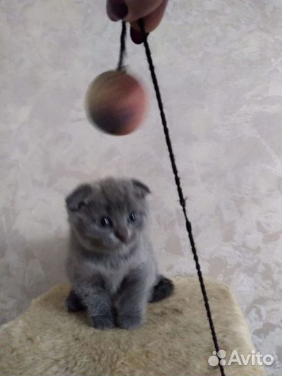 Шотландская вислоухая