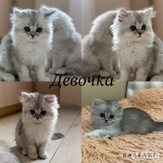 Шотландские котята