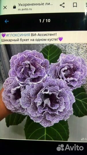 Глоксиния махровая 