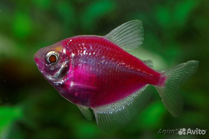 Аквариумные рыбки и растения