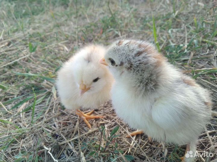 Цыплята поместные, мясо-яичных пород