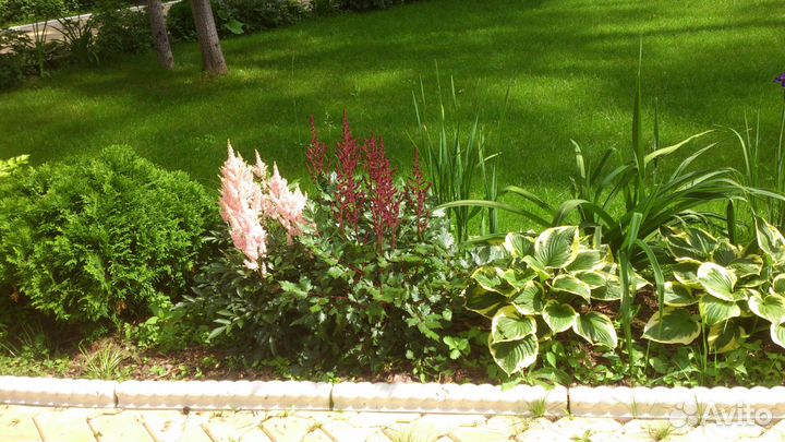 Жасмин (Чубушник)