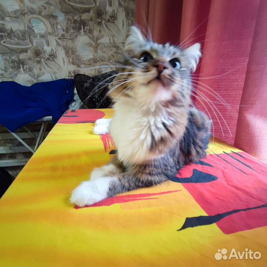 Кошка в дар бесплатно