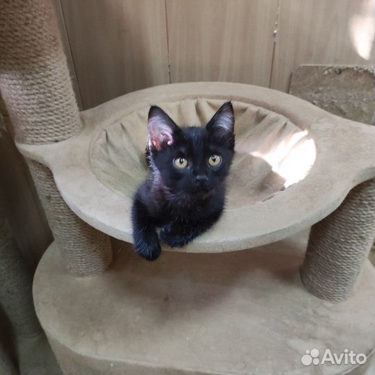 Котята мальчики в добрые руки