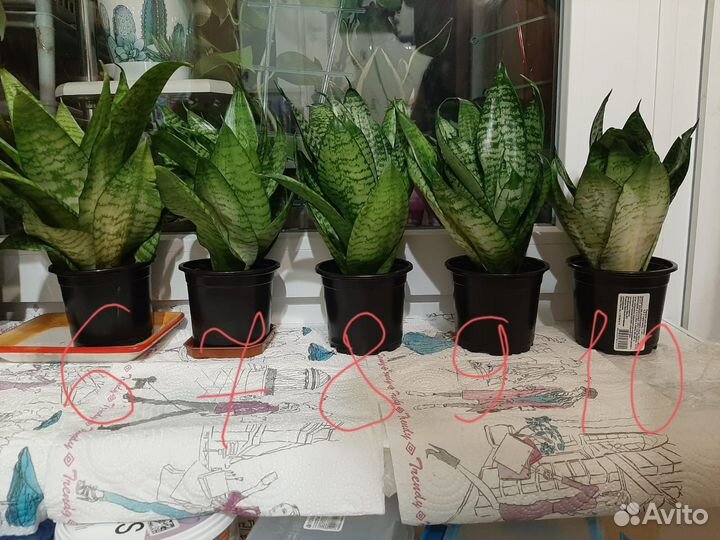 Сансевиерия 10 отростков