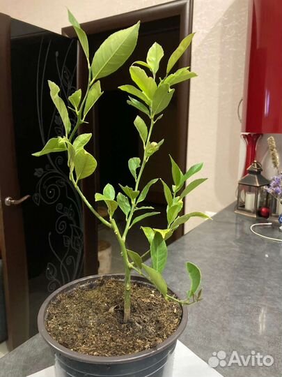 Лимон Мейера