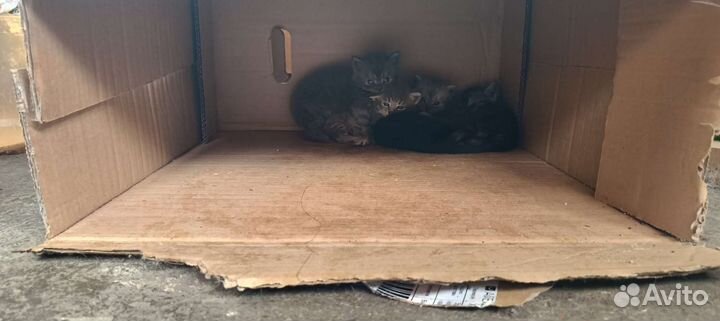 Котята в добрые руки