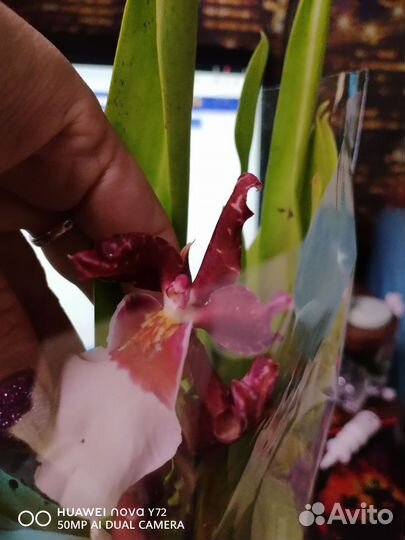 Орхидея кабрия в ассортименте