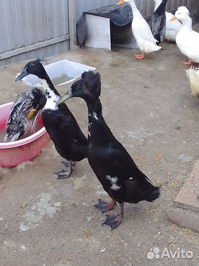 Утка Бегунок Бали. Русская хохлатая утка.Индоутка