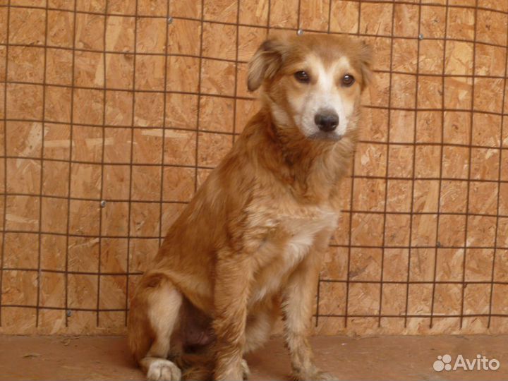 Собака Алиса